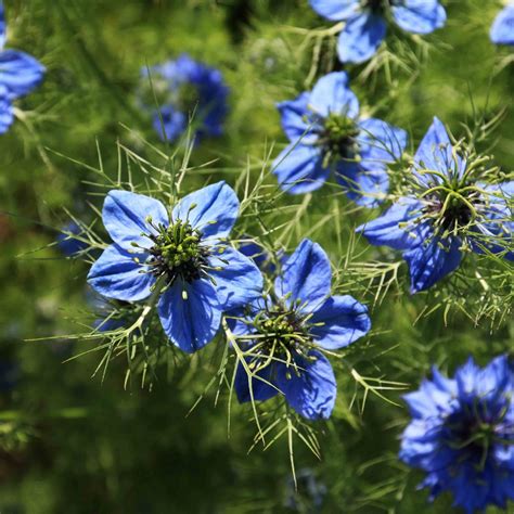 nigella sativ|is nigella sativa dangerous.